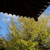 阿弥陀堂だより・・・（紅葉の国宝「白水阿弥陀堂」から）