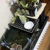 メダカを飼って72週目「水槽を室内に移動してどうなった？」ハナシ〈mata.〉