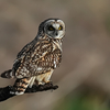 コミミズクの止まり姿２０態。