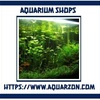Important Tips About Finding Bucephalandra Online