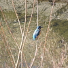 大栗川～大塚東公園～鹿島緑地で野鳥（幸せ）探し