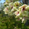 遅咲桜の魅力満載！京都の遅咲桜スポット特集
