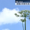 阿蘇の初夏の草原を彩るハナウドの花が見頃【熊本】