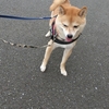 ひっくり返りそう、だよ