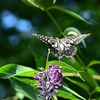 🦋飛翔する昆虫