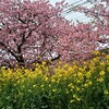 ＃９６９　【保存記事2025】開花時期が後ろ倒しになった桜　IN 静岡県・中東部