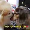 ショコラとみんなの関係💛 動画