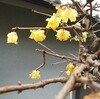 １月のお茶のお稽古