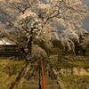 悟真寺の桜