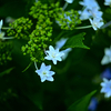 紫陽花4　幸手権現堂公園