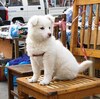 露店商の白い子犬