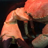 タスマニアキングクラブ Pseudocarcinus gigas