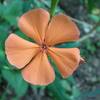 ７月の生き物観察会～野の花苑