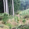 福井県勝山市にある鷲ヶ岳（７６９ｍ）に登る！