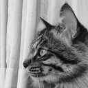 coco681の日記