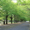 昭和記念公園の秋の花々