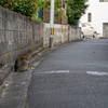 近隣住宅街のねこさん