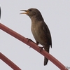 ベリーズ　散歩道の House Wren （ハウス　ウレン）