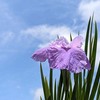 花菖蒲(ハナショウブ)の写真素材｜著作権フリー商用可の花素材