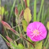 春の散歩道に咲く雑草の花たちに癒やされる