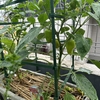 【ガーデニング】【家庭菜園】カラーピーマンが色づくまでもう少し？