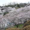 北山貯水池の桜