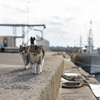 隣県西部離島のねこさん