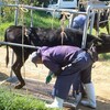 5月セリに向けて子牛の削蹄