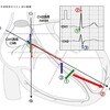 QRS波形をベクトルで読み解く　その2（正常心電図を見てみるかぁ）