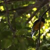 ハグロキヌバネドリ(Green-backed Trogon)