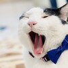 ど貧乳、参る