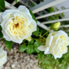 2024年我が家の薔薇さんたち（遅咲き）