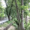 野火止用水（東京都東村山市）