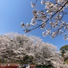【みつば工房】お花見に行ってきました！🌸