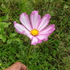 【花便り】早くもコスモス咲く時季？