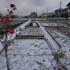 浜ちゃん日記     寒気に負けず楽しく過ごす