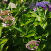 猛暑：紫陽花花壇の残念な状況
