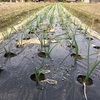 玉ねぎとニンニク / Growing Onion and Garlic