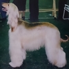 AFGHAN HOUND