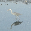 水鳥たちの朝