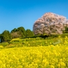 馬場の山桜＆御船山楽園の桜鑑賞ツアー【フランス料理のコースランチ】