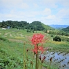 首都圏から一番近い棚田～「鴨川大山千枚田」