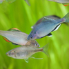 シロヒレタビラ Acheilognathus tabira tabira