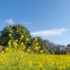 菜の花と江戸の名残を楽しむ春のはじまり