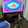 テレビを眺める子猫　動画はスッキリがお気に入り！