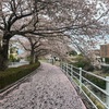 朝活5日目　雨上がりの桜のじゅうたん