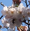 愛知の桜
