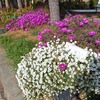暑さ寒さに強い・花の時期が長い　スーパーアリッサム（PW社）