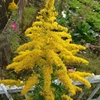 色とりどりの花・・・。