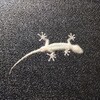 ヤモリでした
